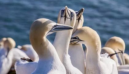 九游官网pc-美国CS_GO战队备战Copenhagen Major，csgo美洲战队