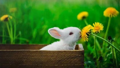 九游官网pc-瑞士男足在巴黎奥运会上表现出色，赢得多场比赛，瑞士男足世界排名多少